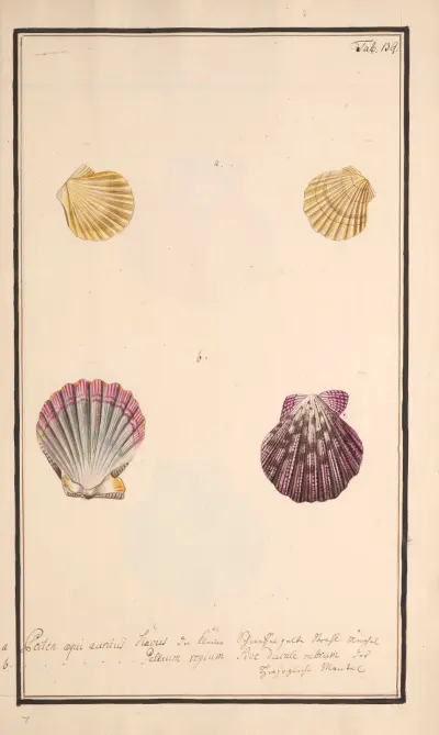 Conchylia picta ad naturam a pictore academico Pl.139 av Andreas Friedrich Happe