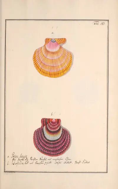 Conchylia picta ad naturam a pictore academico Pl.140 av Andreas Friedrich Happe