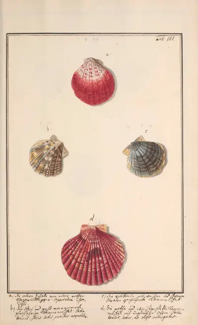 Conchylia picta ad naturam a pictore academico Pl.141 av Andreas Friedrich Happe