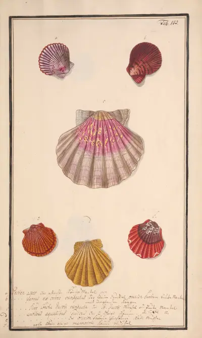 Conchylia picta ad naturam a pictore academico Pl.143 av Andreas Friedrich Happe