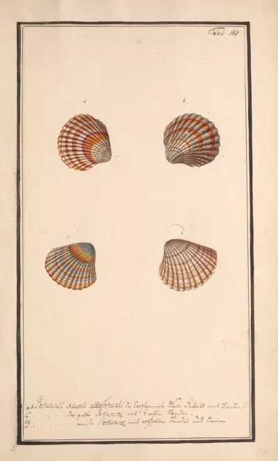 Conchylia picta ad naturam a pictore academico Pl.145 av Andreas Friedrich Happe