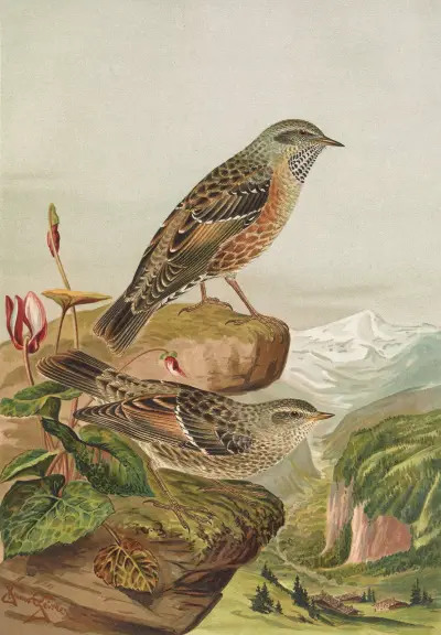 Accentor collaris av Johann Friedrich Naumann