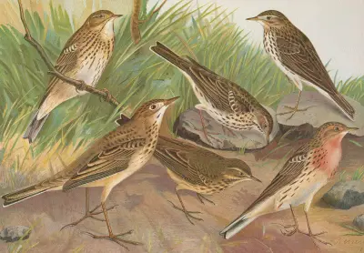 Anthus trivialis, pratensis, Richardi Vieillot, cervinus, pensilvanicus av Johann Friedrich Naumann