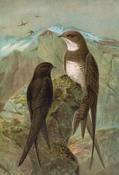 Apus apus, Apus melba av Johann Friedrich Naumann