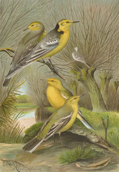 Budytes citreolus, Budytes campestris av Johann Friedrich Naumann