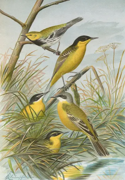 Budytes flavus cinereocapillus (Savi), melanocephalus (Lichtenstein), melanocephalus xanthophrys, Dendroeca virens av Johann Friedrich Naumann
