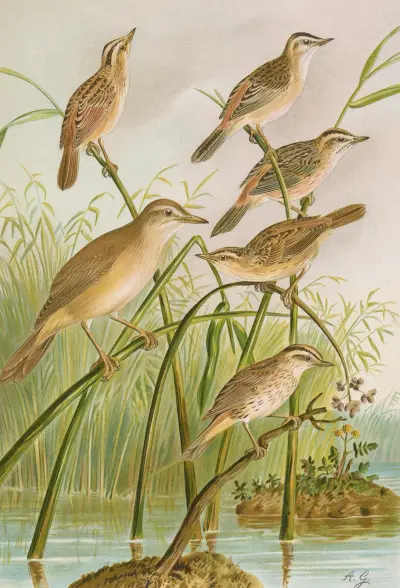 Calamodus schoenobaenus, aquaticus, arundinaceus av Johann Friedrich Naumann