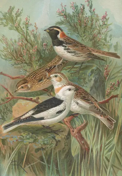 Calcarius lapponicus, Plectrophenax nivalis av Johann Friedrich Naumann