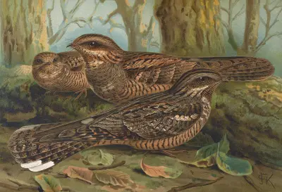 Caprimulgus europaeus av Johann Friedrich Naumann