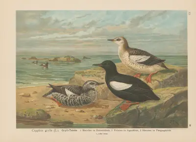 Cepphus grylle av Johann Friedrich Naumann