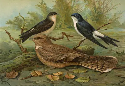 Chelidonaria urbica, Caprimulgus aegyptius Lichtenstein av Johann Friedrich Naumann