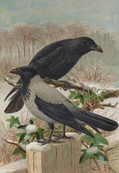 Corvus corone, Corvus cornix av Johann Friedrich Naumann