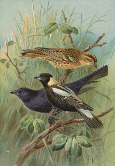 Dolichonyx oryzivorus, Molothrus Cabanisii Cassin av Johann Friedrich Naumann