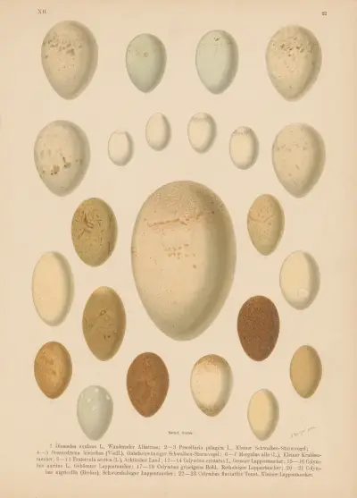 Eiertafel – nr 1 av Johann Friedrich Naumann