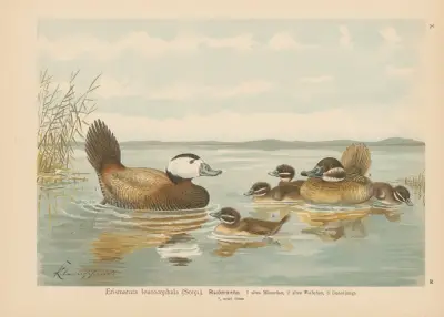Erismatura leucocephala (Scop.) av Johann Friedrich Naumann