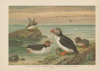 Fratercula arctica av Johann Friedrich Naumann