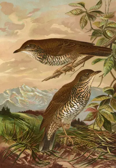 Geocichla mollissima av Johann Friedrich Naumann
