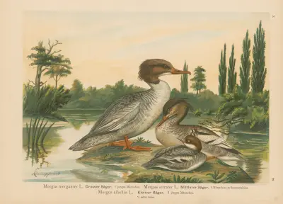 Mergus merganser, Mergus serrator, Mergus albellus – nr 2 av Johann Friedrich Naumann
