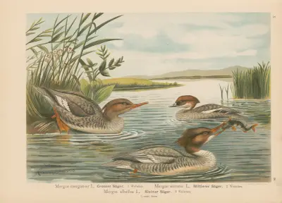 Mergus merganser, Mergus serrator, Mergus albellus – nr 1 av Johann Friedrich Naumann