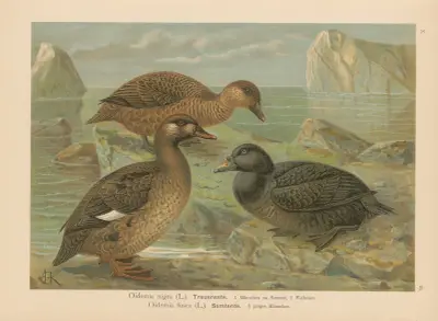 Oidemia nigra, Oidemia fusca av Johann Friedrich Naumann