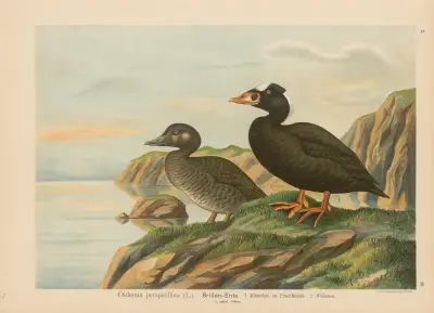 Oidemia perspicillata av Johann Friedrich Naumann