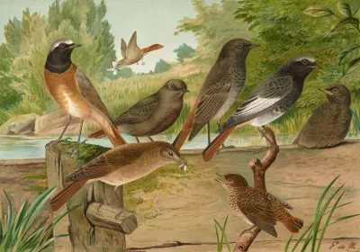 Ruticilla titys, Ruticilla phoenicurus av Johann Friedrich Naumann