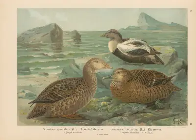 Somateria spectabilis, Somateria mollissima av Johann Friedrich Naumann