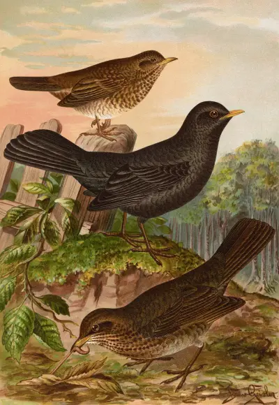 Turdus merula av Johann Friedrich Naumann