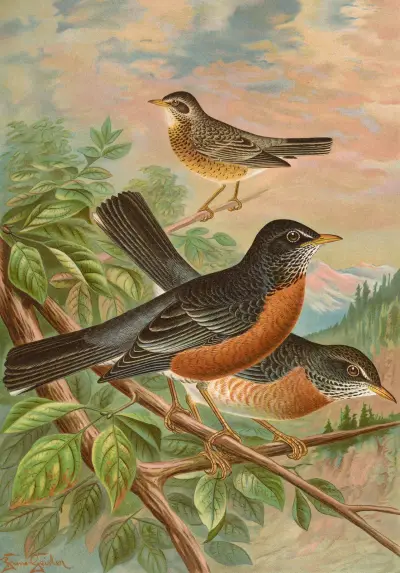 Turdus migratorius av Johann Friedrich Naumann