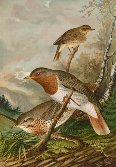 Turdus ruficollis av Johann Friedrich Naumann