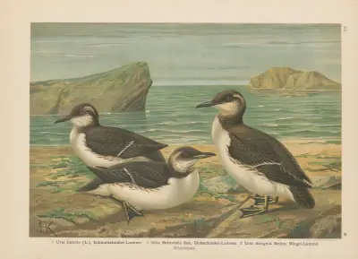 Uria lomvia, Uria Brünnichi, Uria rhingvia – nr 1 av Johann Friedrich Naumann