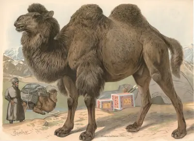 Bactrian camel (Camelus bactrianus) av Friedrich Specht