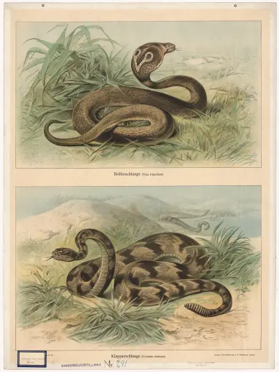 Brillenschlange. (Naja tripudians). Klapperschlange (Crotalus durissus) av Friedrich Specht