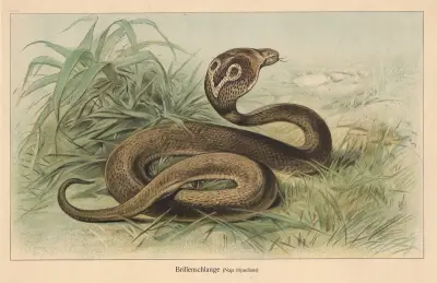 Brillenschlange. (Naja tripudians) av Friedrich Specht