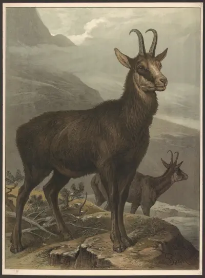 Chamois av Friedrich Specht