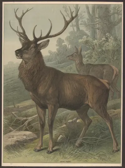 Jelen, Friedrich Specht