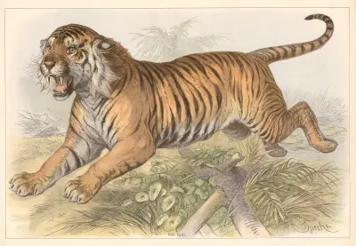 Felis tigris av Friedrich Specht