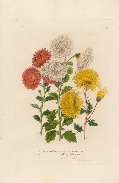 1. Chrysanthemum indicum, 2. Chrysanthemum album tubulosum, Chrysanthemum flavum sulphureum av Gaetano Savi