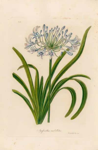 Agapanthus umbellatus av Gaetano Savi