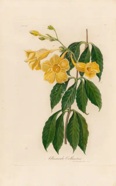 Allamanda Cathartica av Gaetano Savi