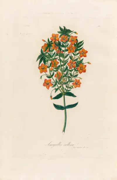 Anagallis collina av Gaetano Savi