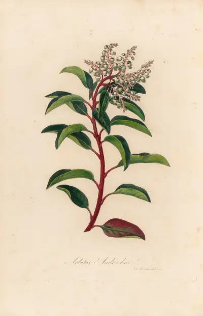Arbutus Andrachne av Gaetano Savi