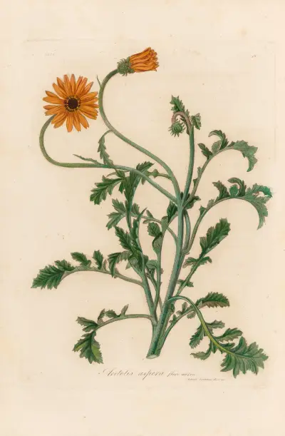 Aretotis aspera flore aureo av Gaetano Savi