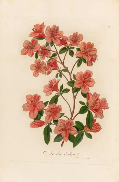 Azalea indica av Gaetano Savi