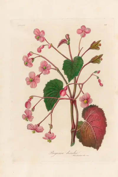Begonia discolor av Gaetano Savi