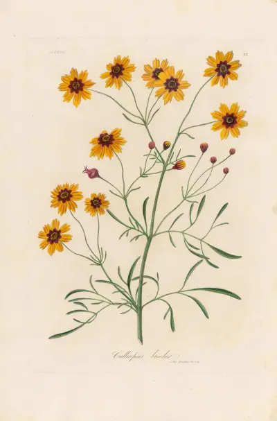 Calliopsis bicolor av Gaetano Savi