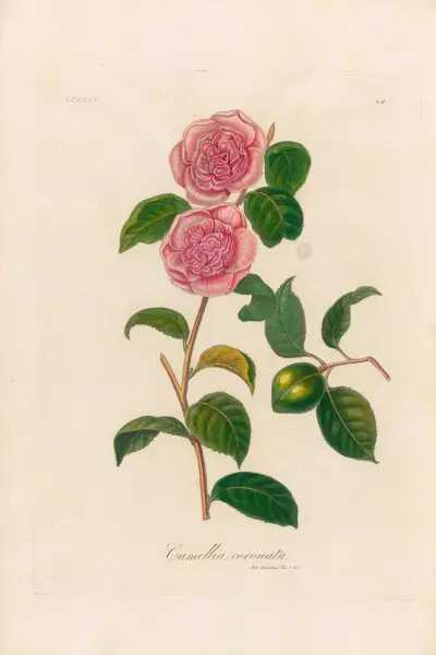 Camellia coronata av Gaetano Savi