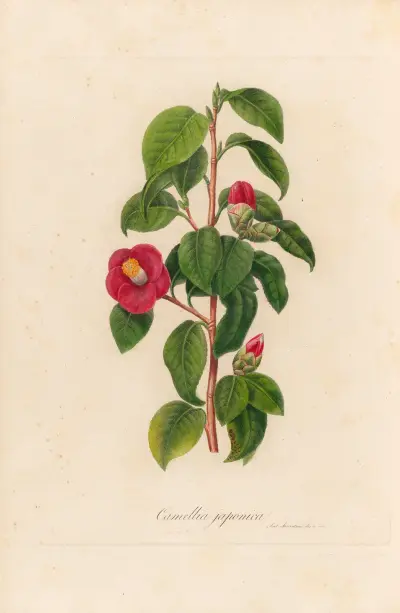Camellia japonica av Gaetano Savi