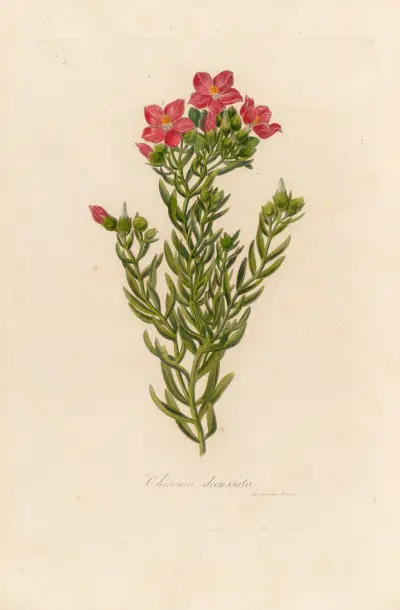 Chironia decussata av Gaetano Savi
