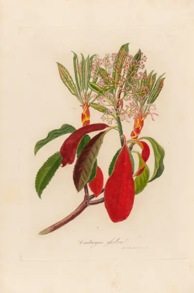 Crateagus glabra av Gaetano Savi